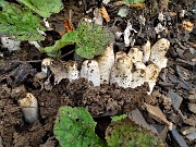 20 I funghi hanno sollevato la terra per crescere!